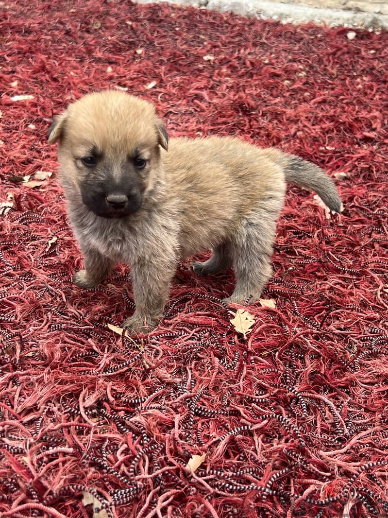 Pure malinois males and females for sale 6