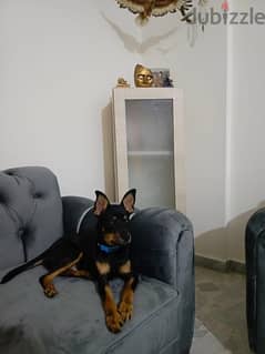 Pinscher puppy for sale