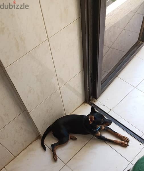 Pinscher puppy for sale 1