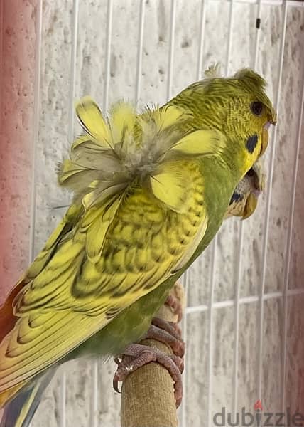 Pair of pure Hagoromo (helicopter) Budgies - جوز بادجي أجنبي 2