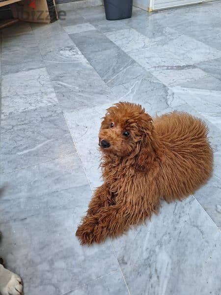 red toy poodle for mating 0