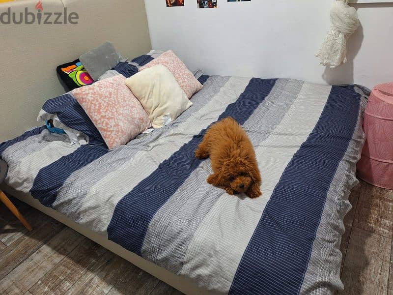 red toy poodle for mating 1