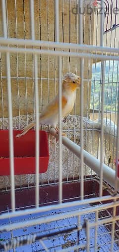 mosiac male canary & drawf hamster and