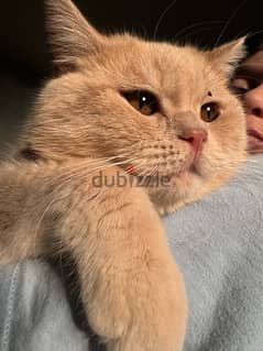 British male cat for mating للتزويج