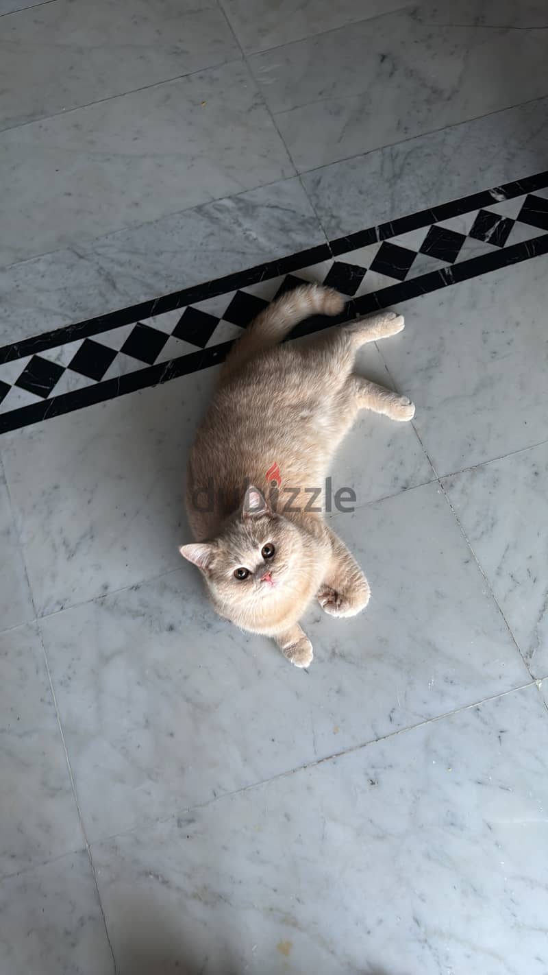 British male cat for mating للتزويج 1