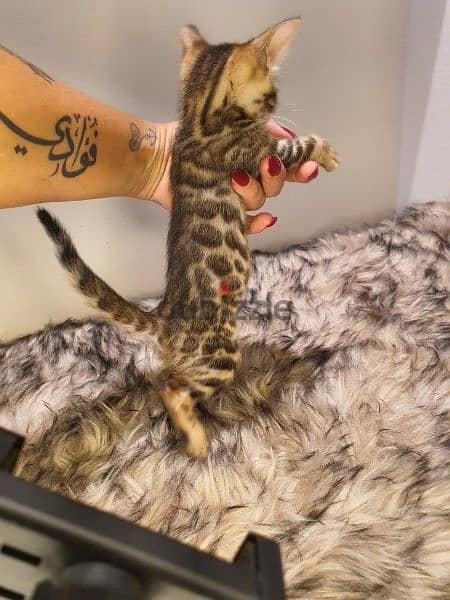 bengal kittens 1