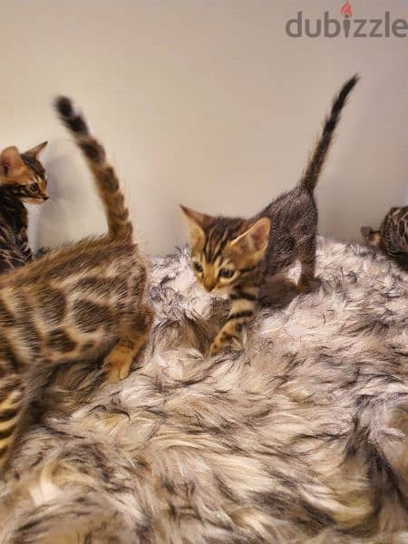 bengal kittens 2