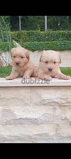 Golden Retrievers 0