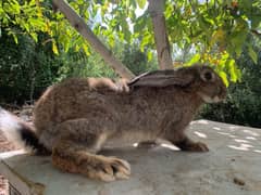 Healthy rabbits well grown