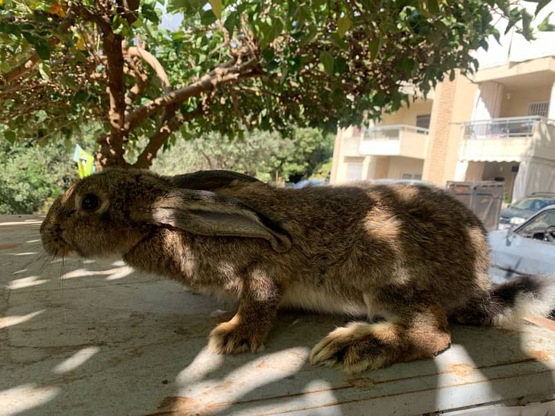 Healthy rabbits well grown 1