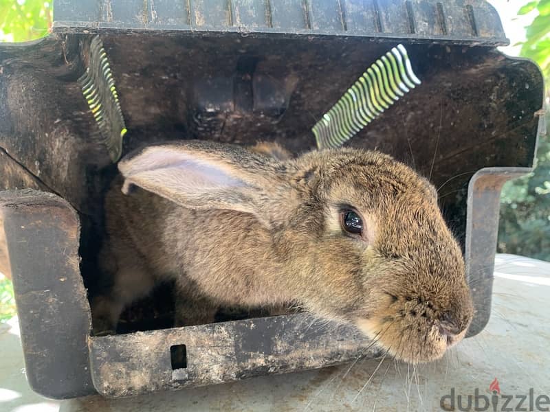 Healthy rabbits well grown 2