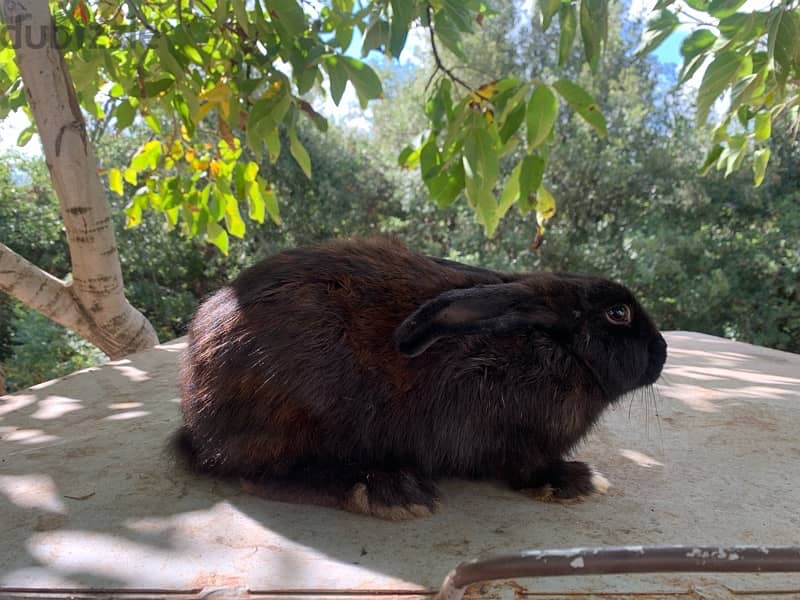 Healthy rabbits well grown 4