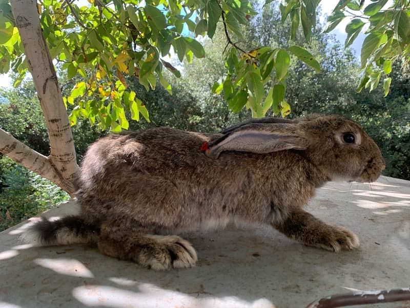 Healthy rabbits well grown 5