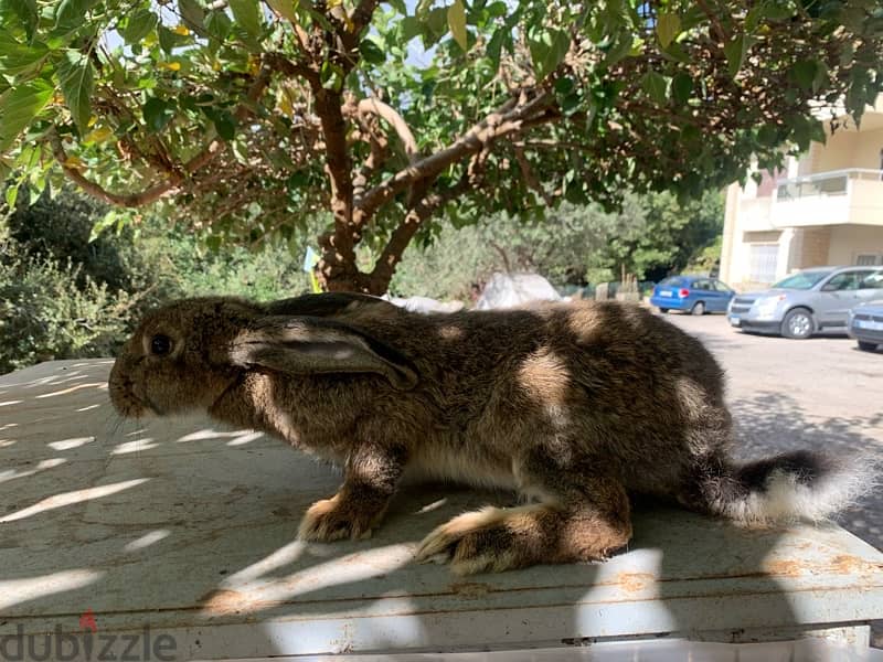 Healthy rabbits well grown 6