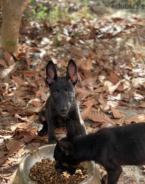 malinois dutch puppies super quality 3