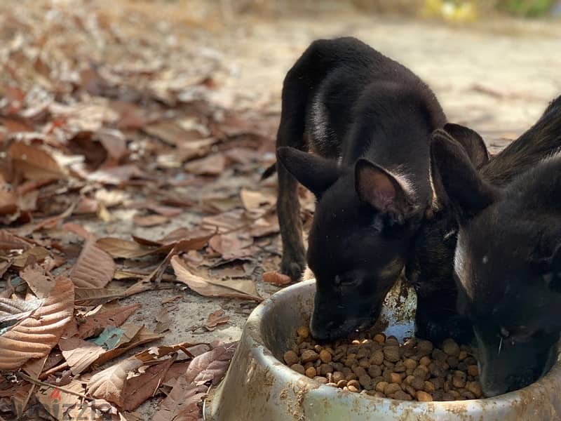 malinois dutch puppies super quality 4