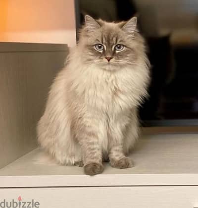 Siberian Kitten Available/ Cats قطط