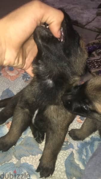 pure malinois puppies dogs 2