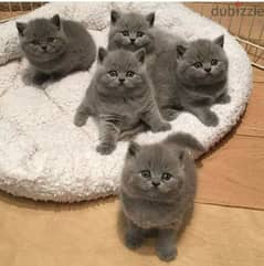 British Shorthair Kitten/Cat/ قطط/High quality/ Delivery