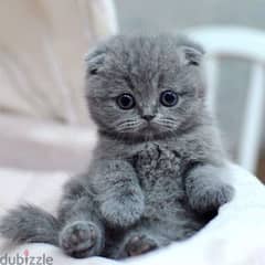 Scottish fold kitten/Pure breed/Cat/قطط/ذ/Delivery 0