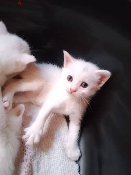 Persian white kittens 2