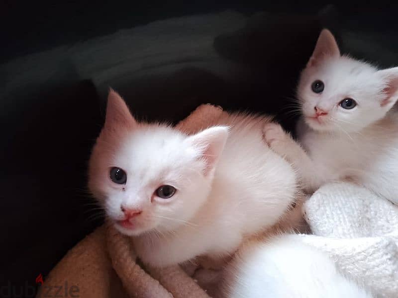 Persian white kittens 3