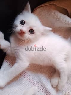 Persian white kittens