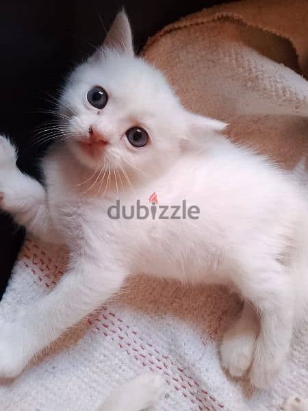 Persian white kittens 0