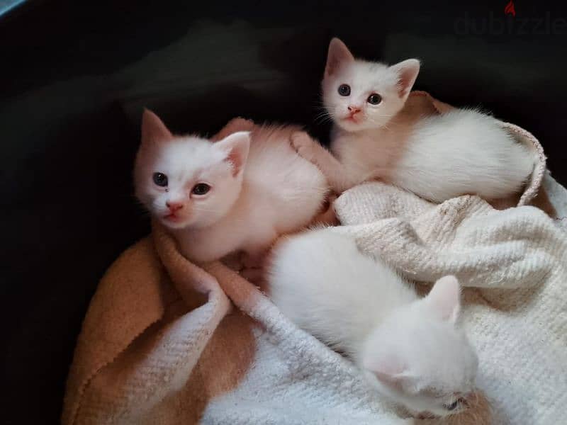 Persian white kittens 4