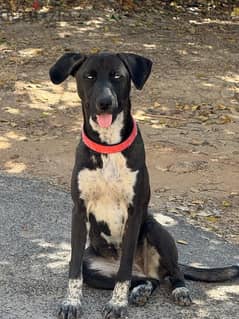 pointer husky