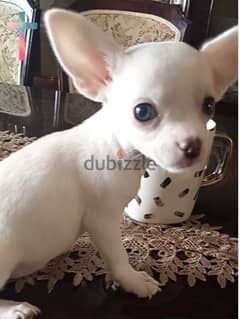 Chihuahua "teacup"