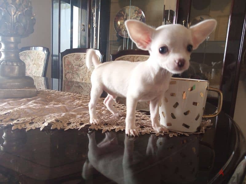 Chihuahua "teacup" 1