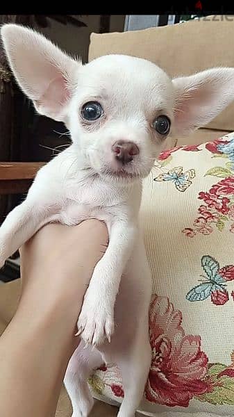 Chihuahua "teacup" 2