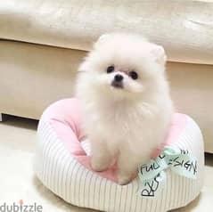 Pomeranian puppy/imported/High quality/Dog/Delivery