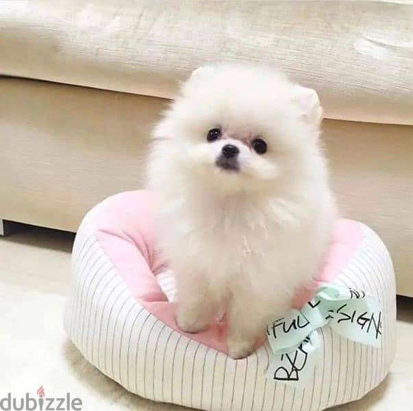 Pomeranian puppy/imported/High quality/Dog/Delivery 0