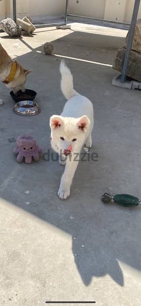 white akita for sale 0