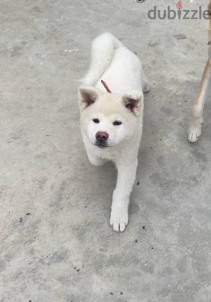 white akita for sale 1