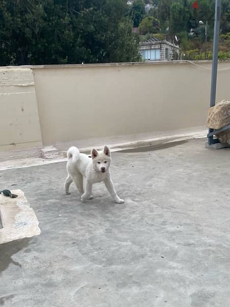 white akita for sale 2