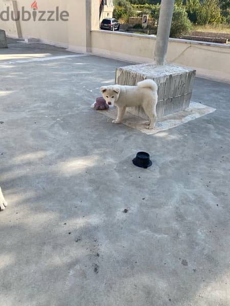 white akita for sale 3