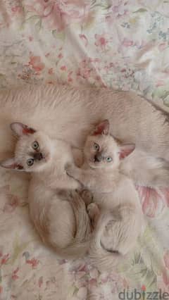 Siamese