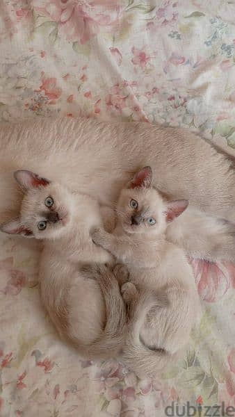 Siamese