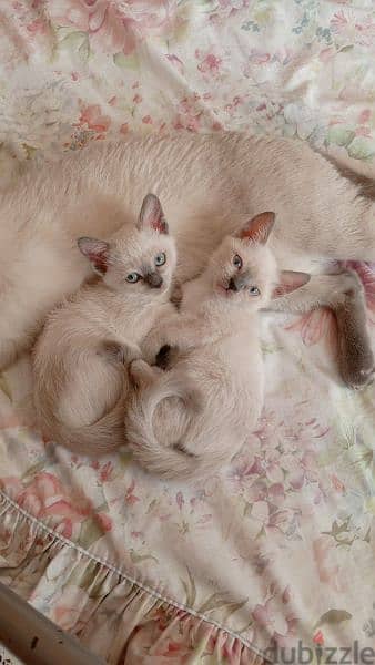 Siamese 2