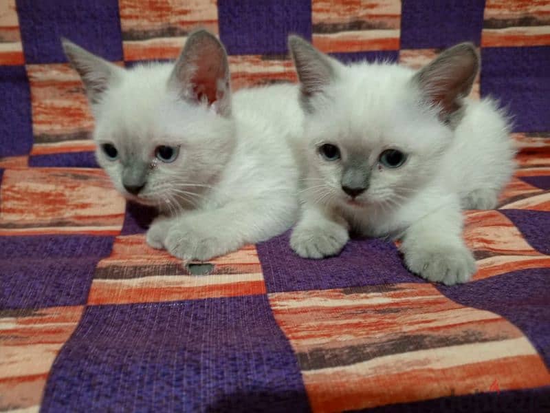 Siamese 3