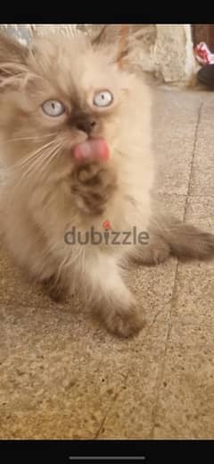 mix himalayan persian female kitten for sale