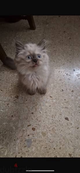 mix himalayan persian female kitten for sale 1