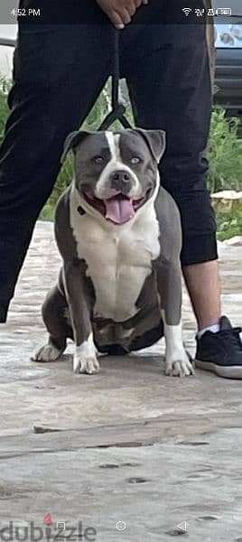 Pitbull Xl Bully 1