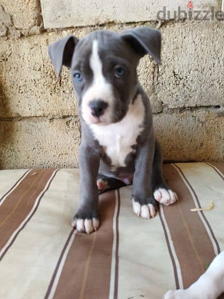 Pitbull Xl Bully 9