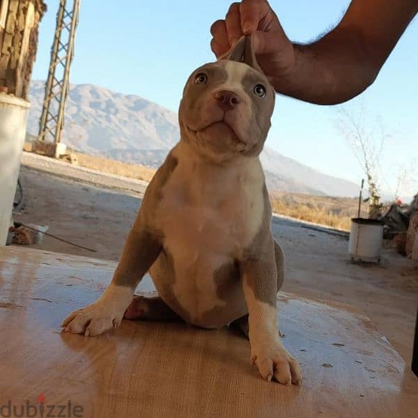 Pitbull Xl Bully 13