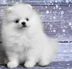 pomeranian