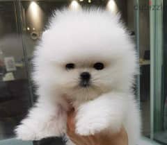 pomeranian boo toy face 0